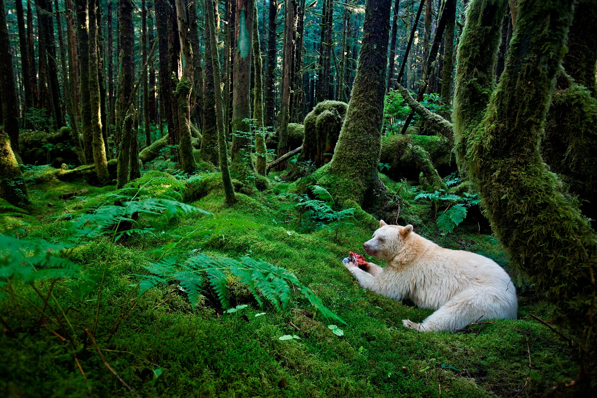 forest, Bears, Moss Wallpaper