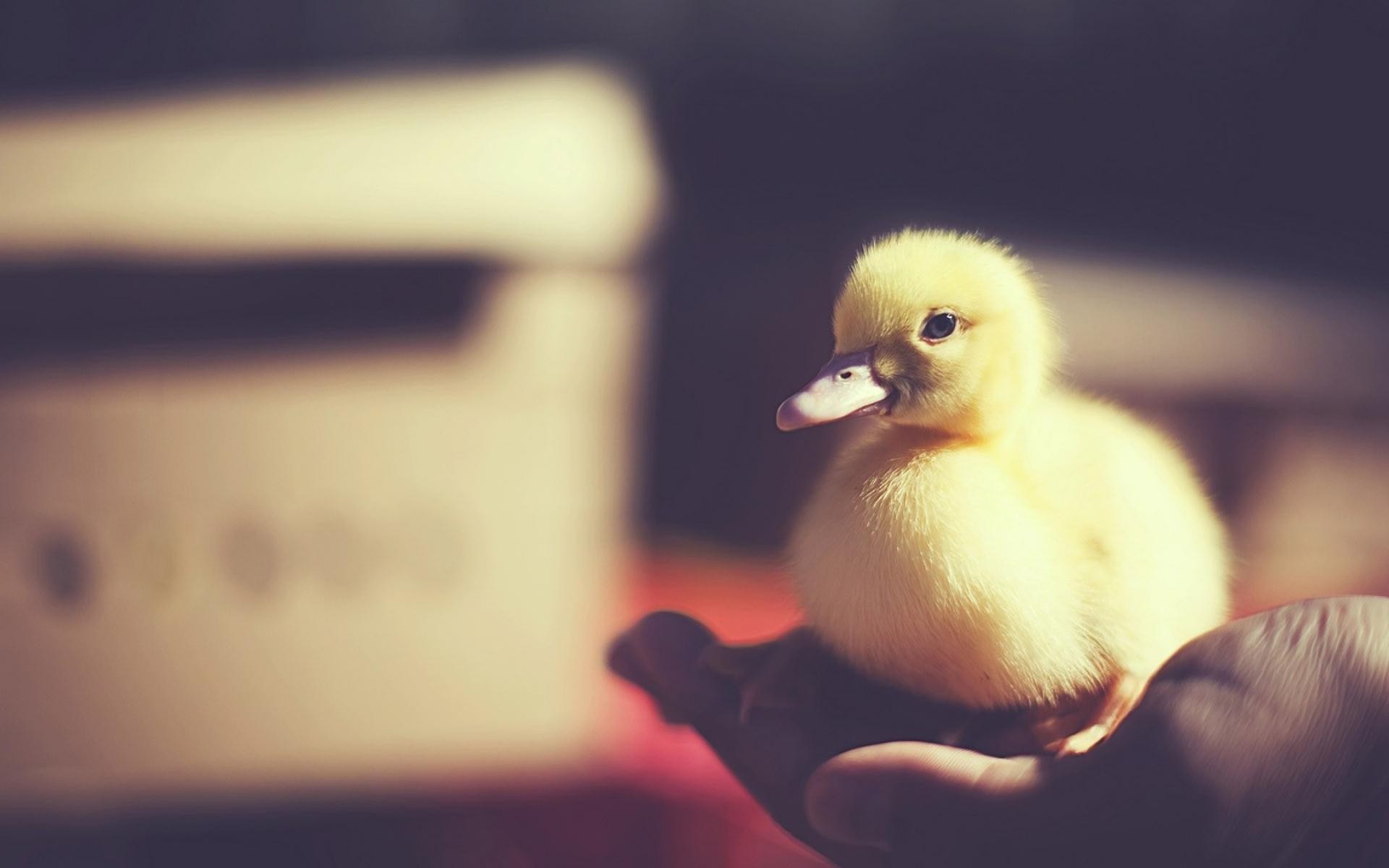 hands, Nature, Baby animals Wallpaper