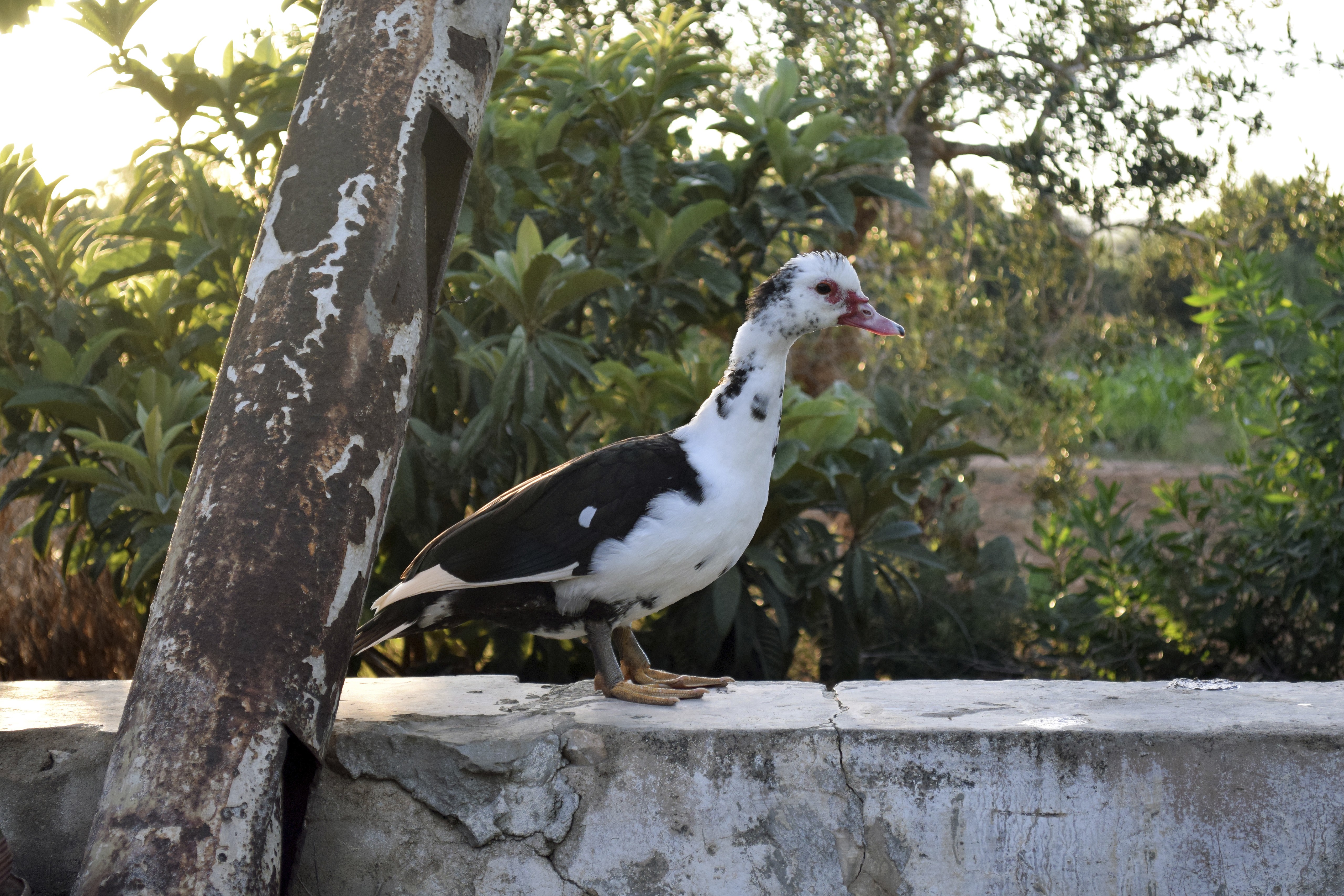 duck, Nature Wallpaper