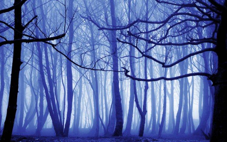 nature, Trees, Mist, Forest HD Wallpaper Desktop Background