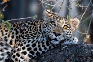 leopard (animal), Big cats, Animals