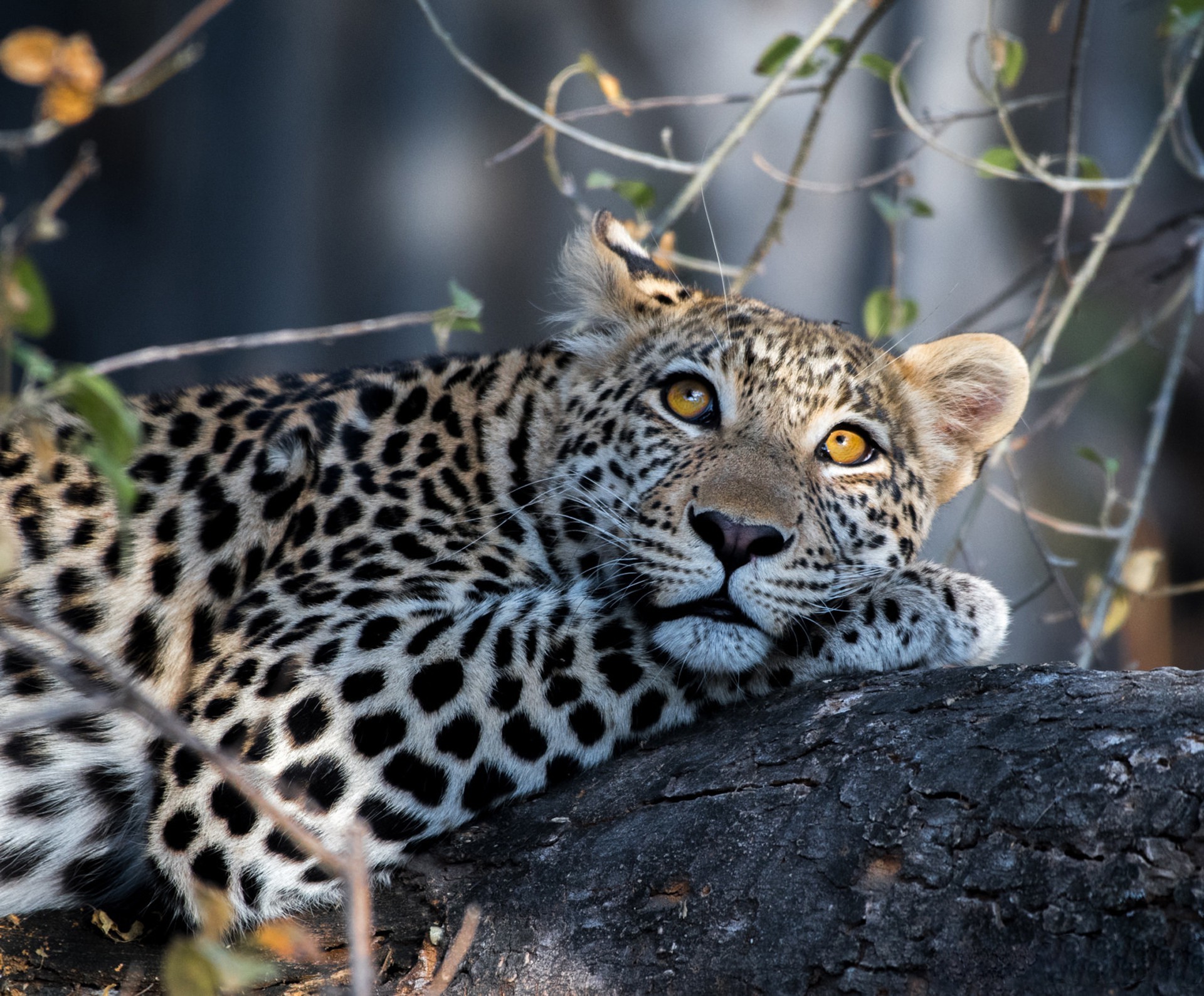 природа животные леопард без смс