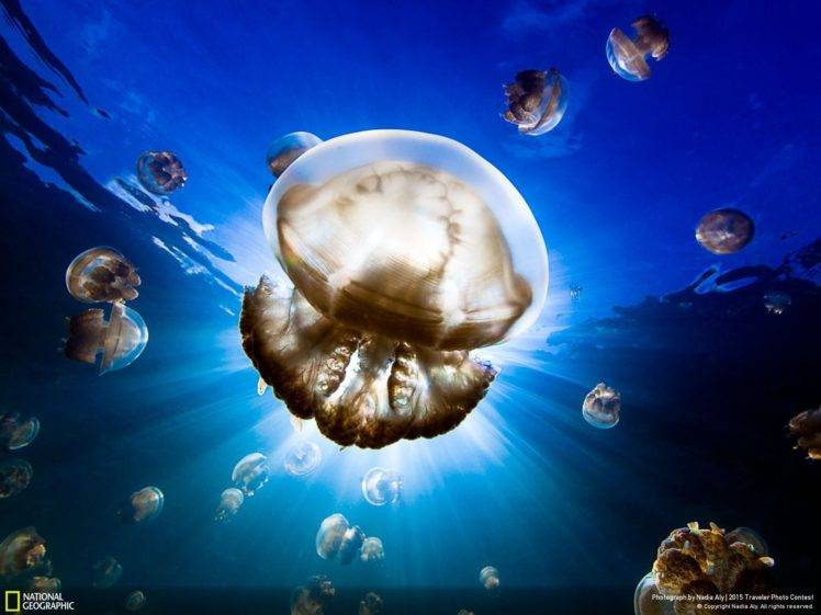sky, Clouds, Landscape, Wildlife, Jellyfish HD Wallpaper Desktop Background