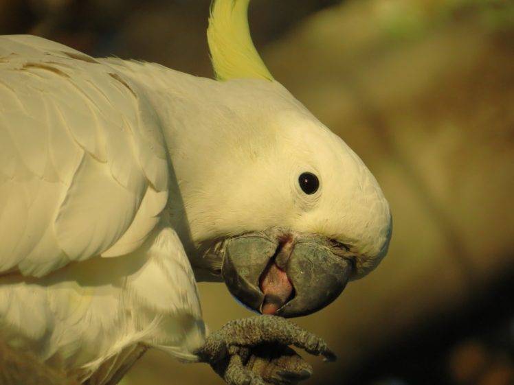 wildlife, Birds, Animals, Parrot HD Wallpaper Desktop Background