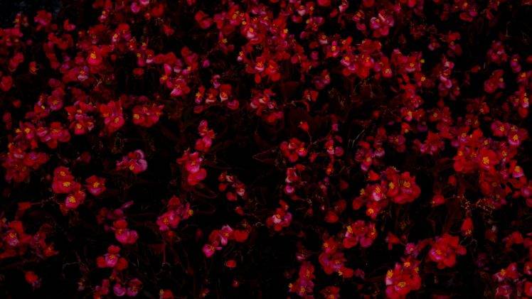 red flowers, Garden HD Wallpaper Desktop Background