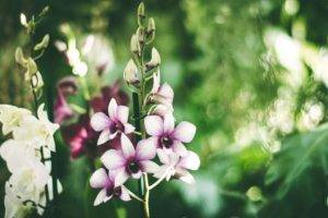 orchids, Nature, Blossom, Plants, Flowers