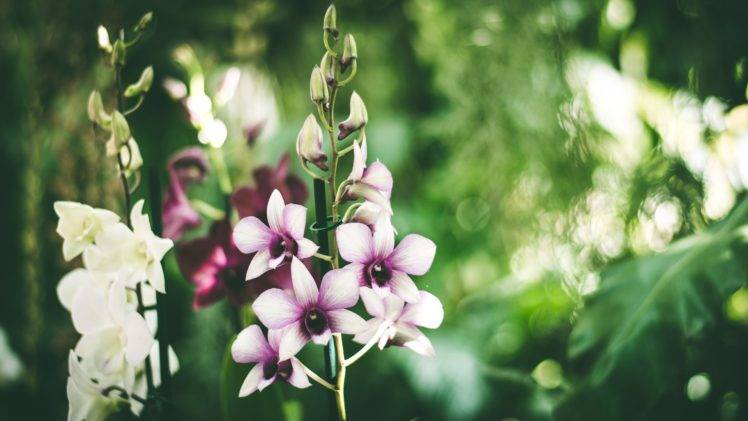 orchids, Nature, Blossom, Plants, Flowers HD Wallpaper Desktop Background
