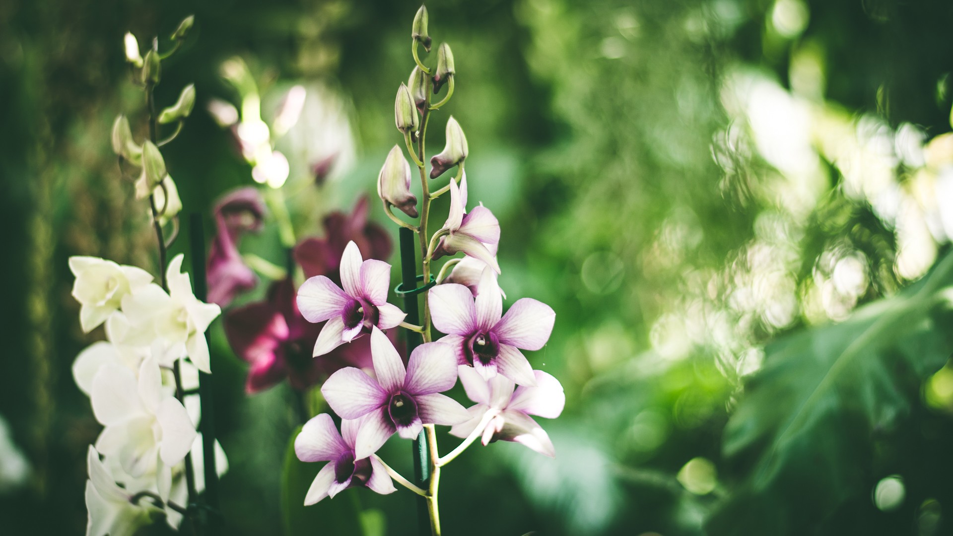 orchids, Nature, Blossom, Plants, Flowers Wallpaper