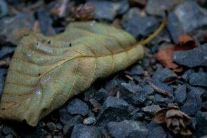 leaves, Nature, Macro, Fall, Rock