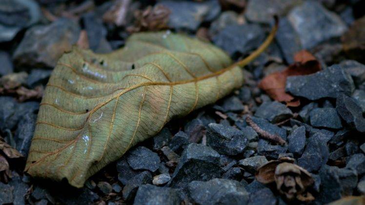 leaves, Nature, Macro, Fall, Rock HD Wallpaper Desktop Background