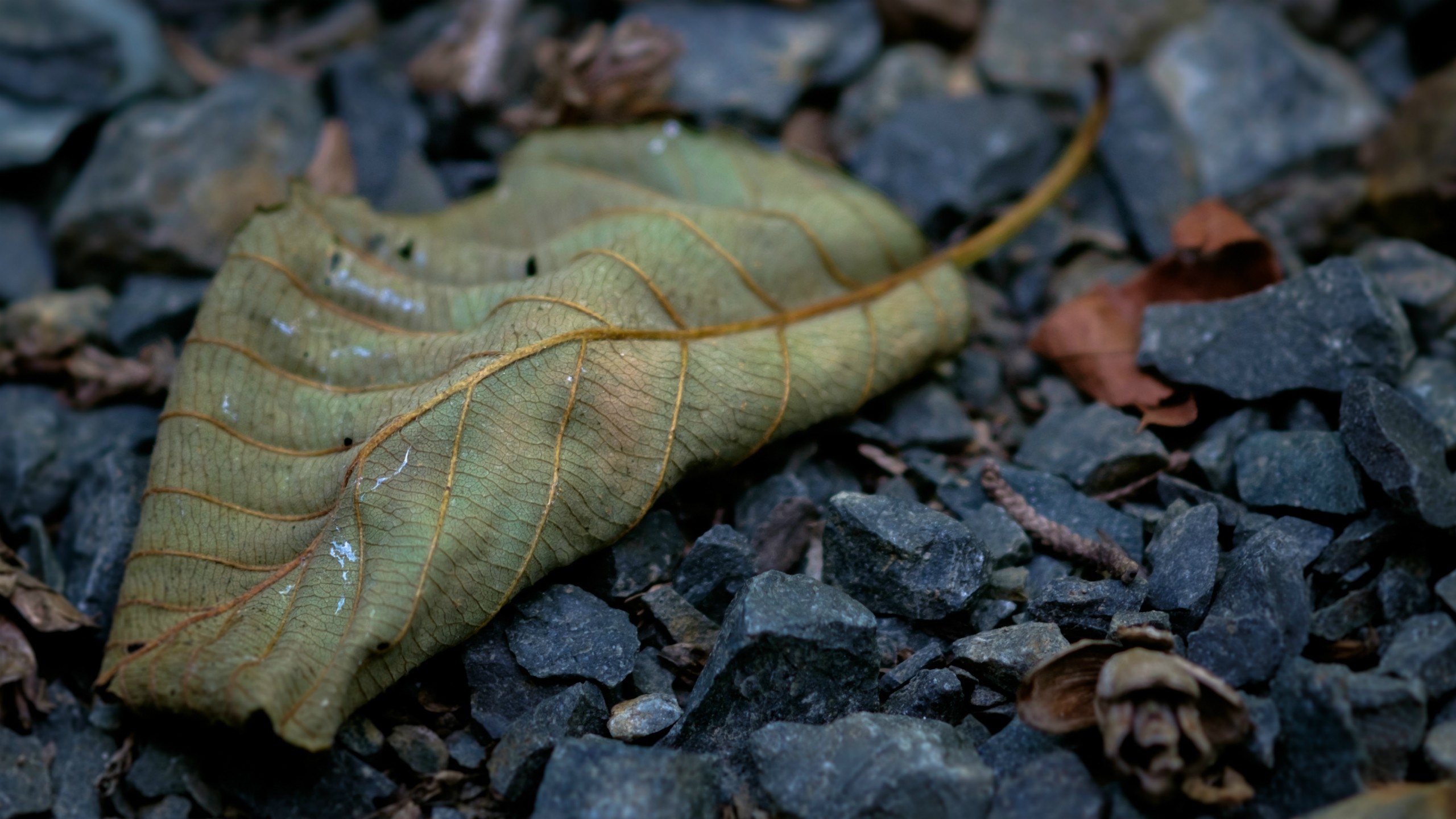 leaves, Nature, Macro, Fall, Rock Wallpaper