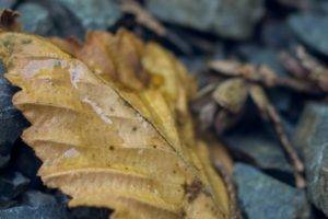 leaves, Nature, Macro, Fall, Rock