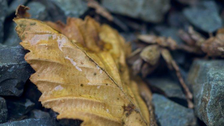 leaves, Nature, Macro, Fall, Rock HD Wallpaper Desktop Background