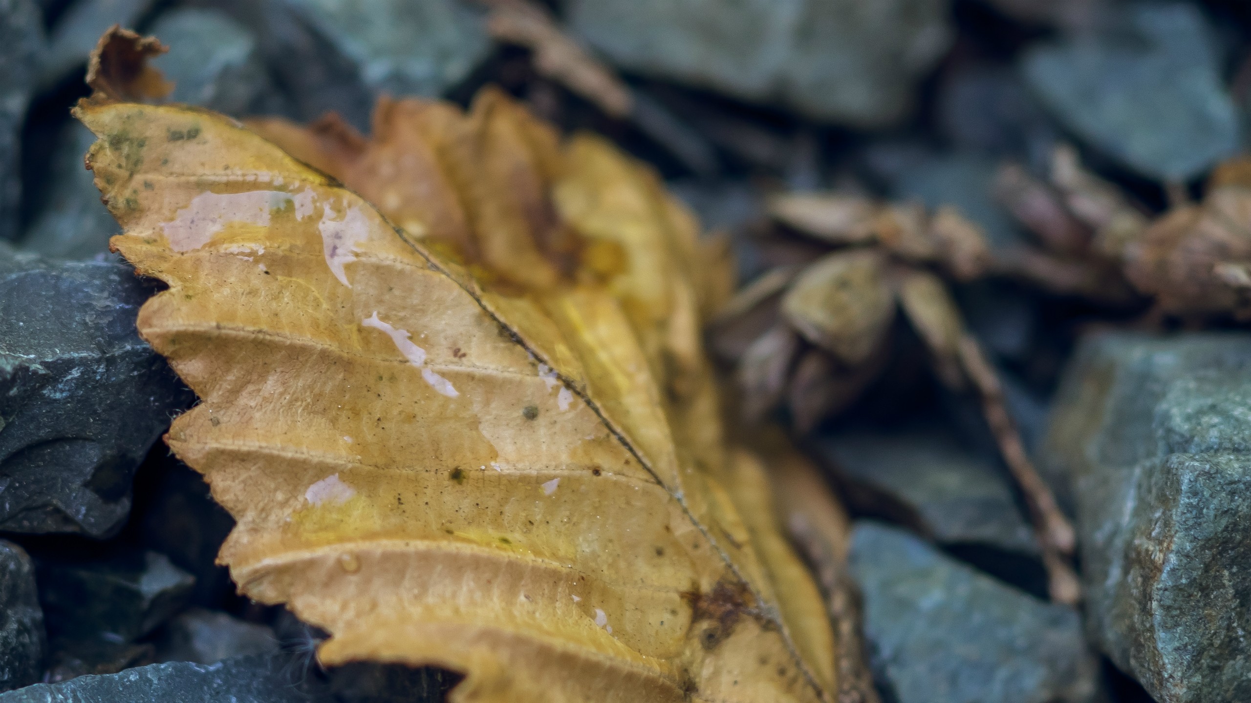 leaves, Nature, Macro, Fall, Rock Wallpaper