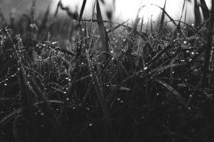 Justyna Ferska, Monochrome, Plants, Photography, Water drops, Morning