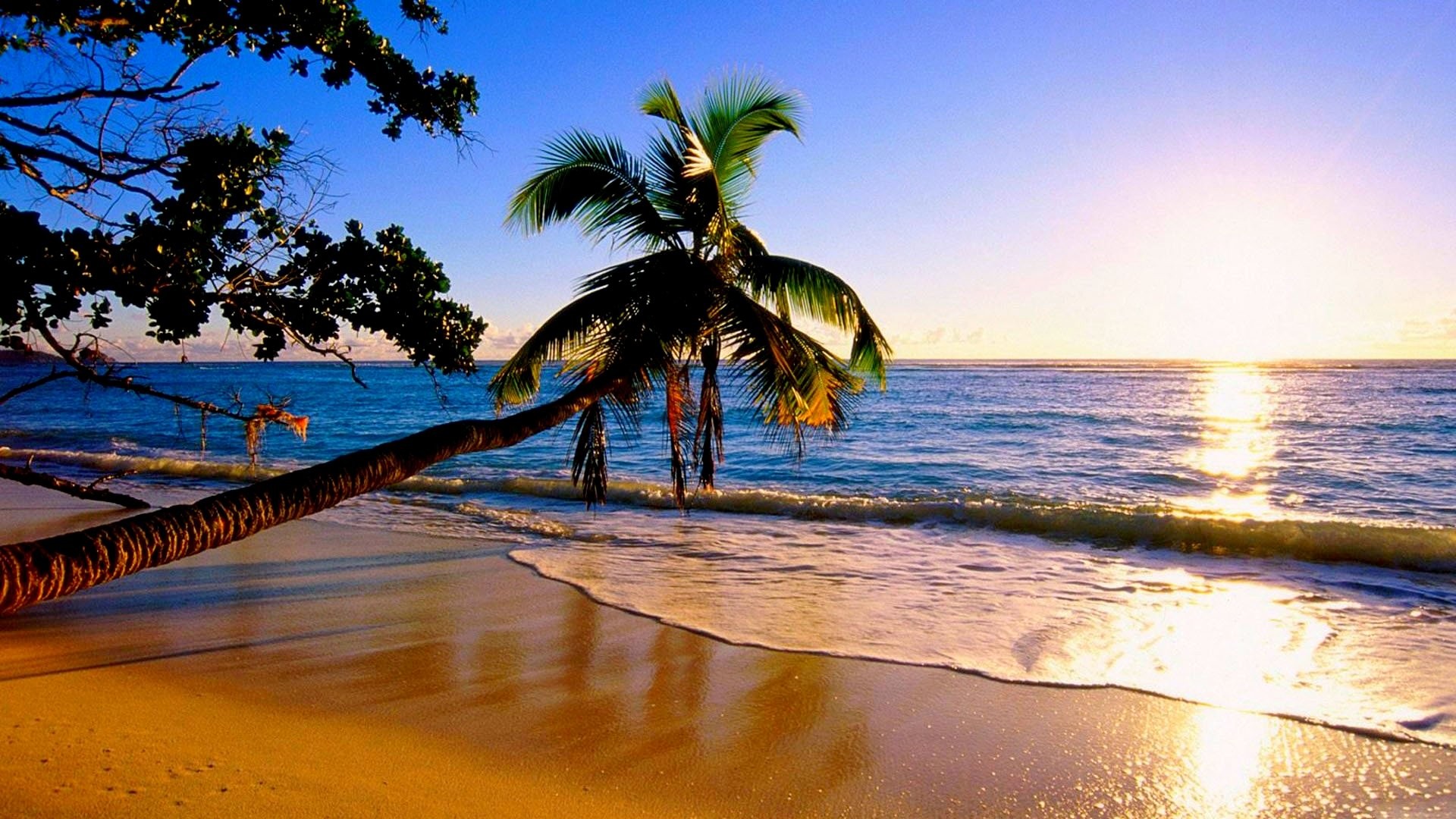 nature, Sunset, Water, Palm trees, Beach Wallpaper