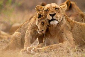 lion, Kruger National Park, Nature, Animals
