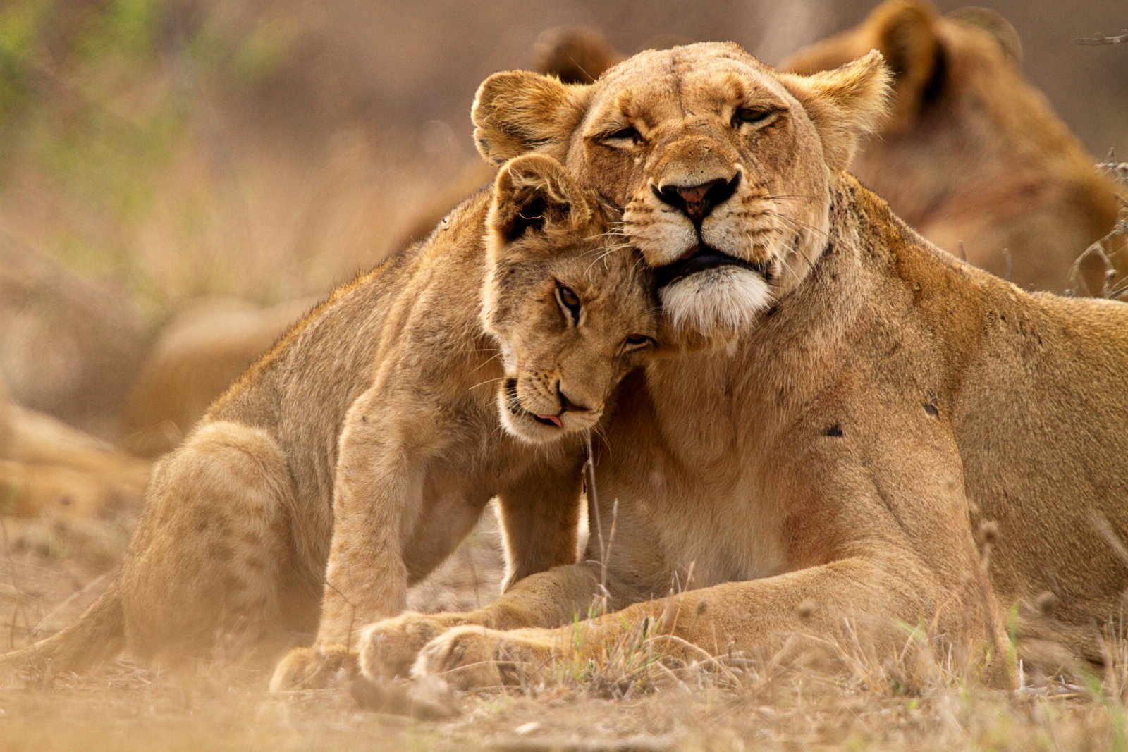 lion, Kruger National Park, Nature, Animals Wallpaper