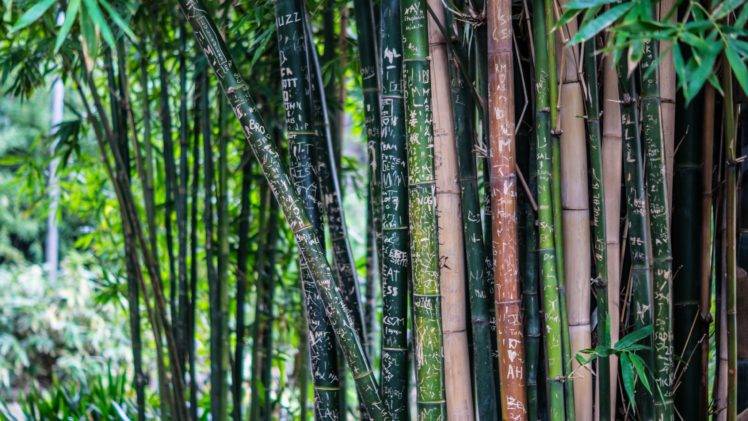 forest, Bamboo HD Wallpaper Desktop Background