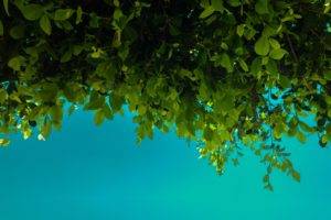 green, Leaves, Blue, Nature