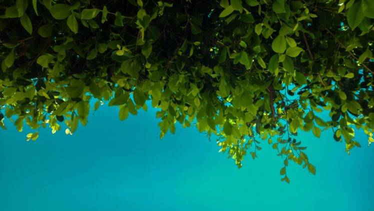 green, Leaves, Blue, Nature HD Wallpaper Desktop Background