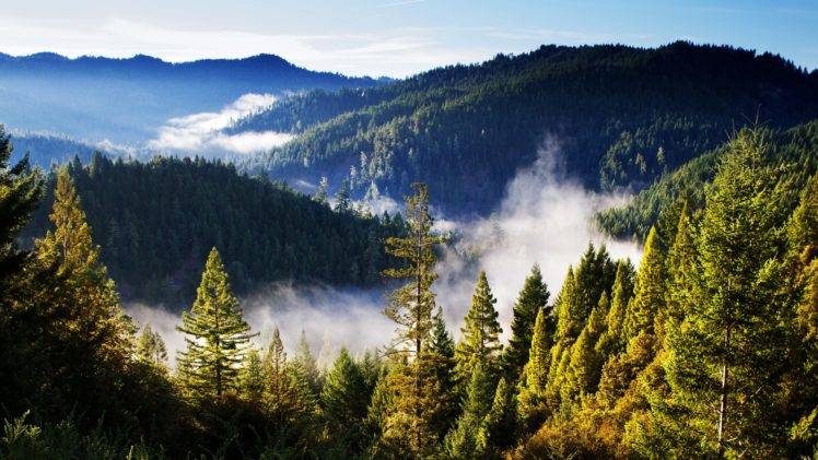 forest, Mountains, Landscape, Mist, Clouds HD Wallpaper Desktop Background