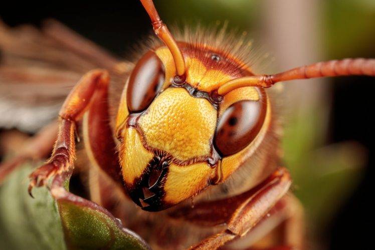 wasps, Macro, Nature HD Wallpaper Desktop Background
