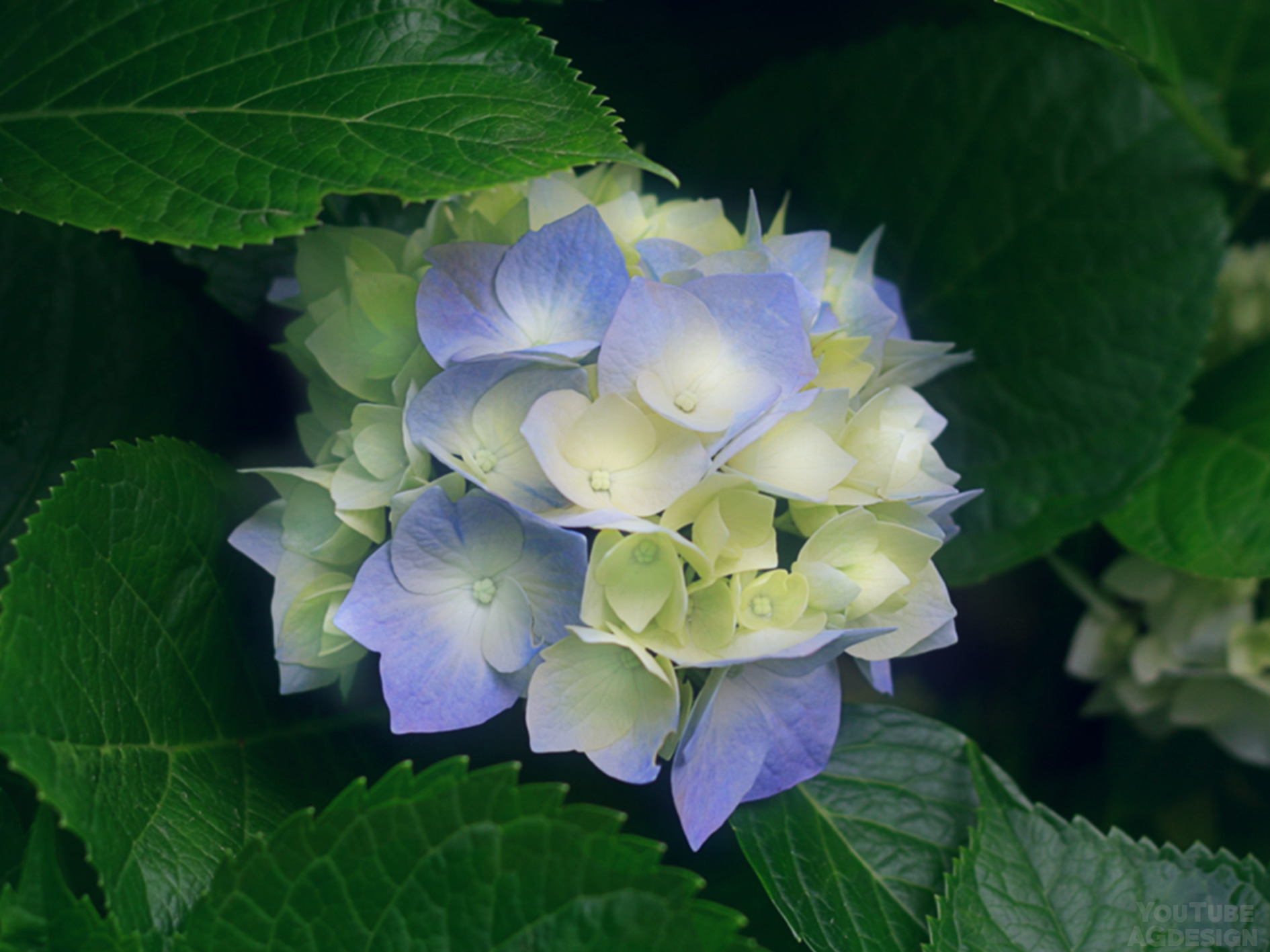 green, Flowers, Leaves Wallpaper