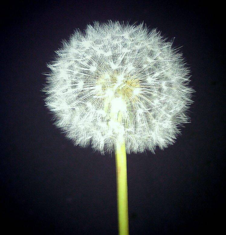 dandelion, Plants, Photography, Night HD Wallpaper Desktop Background