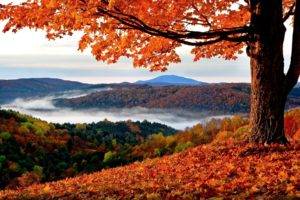 fall, Landscape, Trees, Hills, Leaves