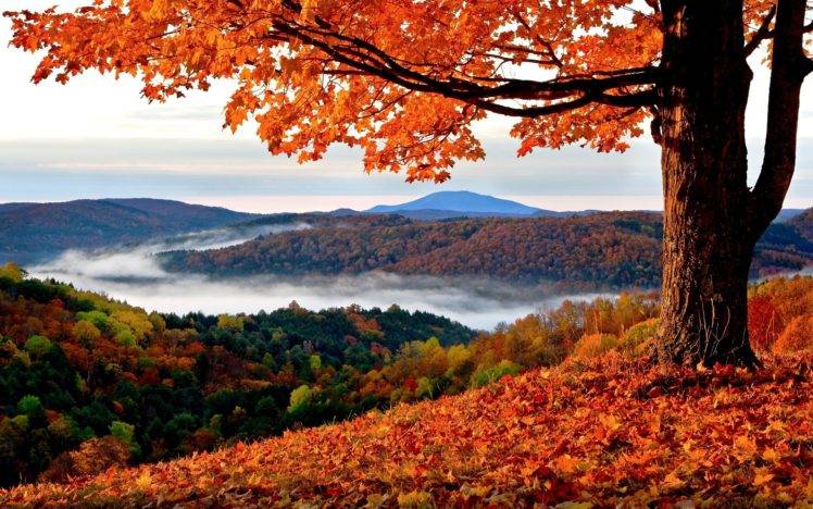 fall, Landscape, Trees, Hills, Leaves HD Wallpaper Desktop Background