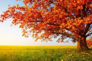 fall, Landscape, Trees, Field