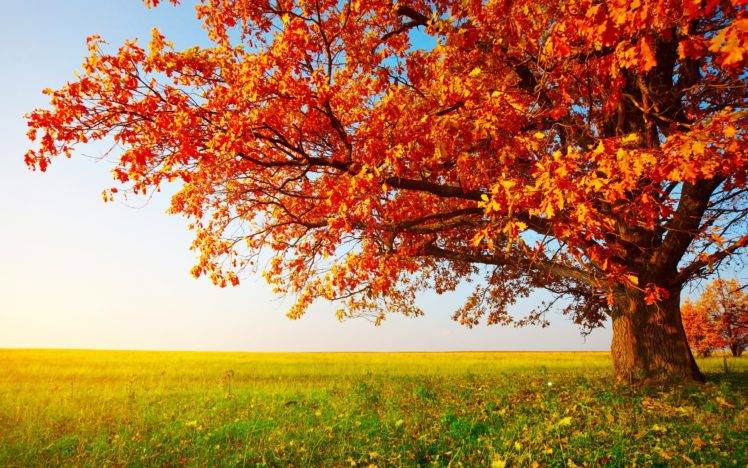 fall, Landscape, Trees, Field HD Wallpaper Desktop Background