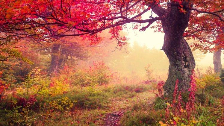fall, Landscape, Trees HD Wallpaper Desktop Background