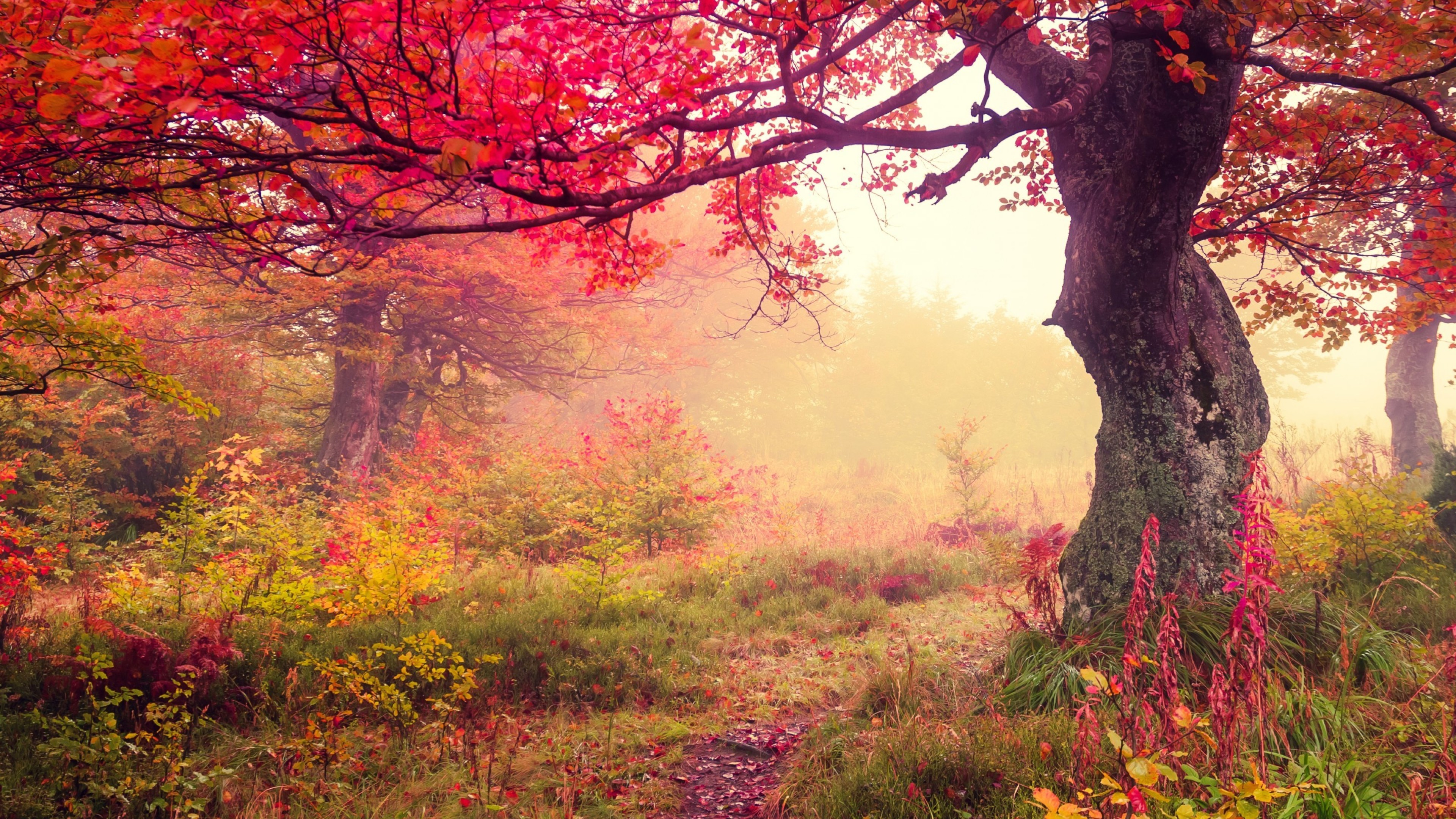 fall, Landscape, Trees Wallpaper