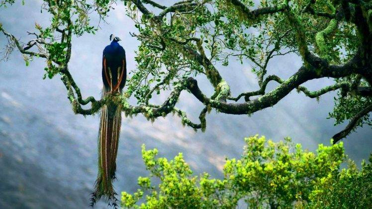 peacock, Trees, Animals, Birds HD Wallpaper Desktop Background