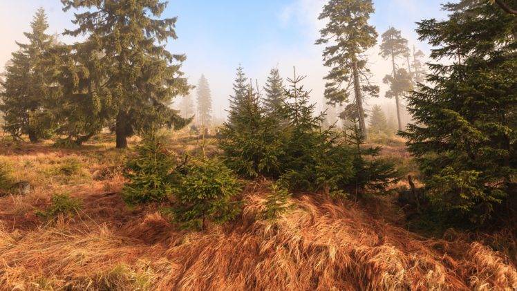 nature, Trees, Forest, Mist, Clear sky, Depth of field HD Wallpaper Desktop Background