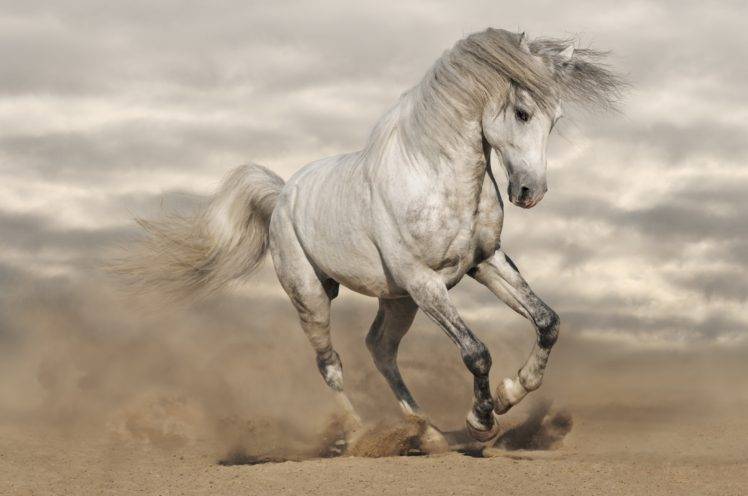 horse, Animals, Wildlife HD Wallpaper Desktop Background