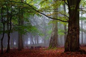 photography, Nature, Landscape, Morning, Forest, Mist, Fall, Leaves, Trees, Calm