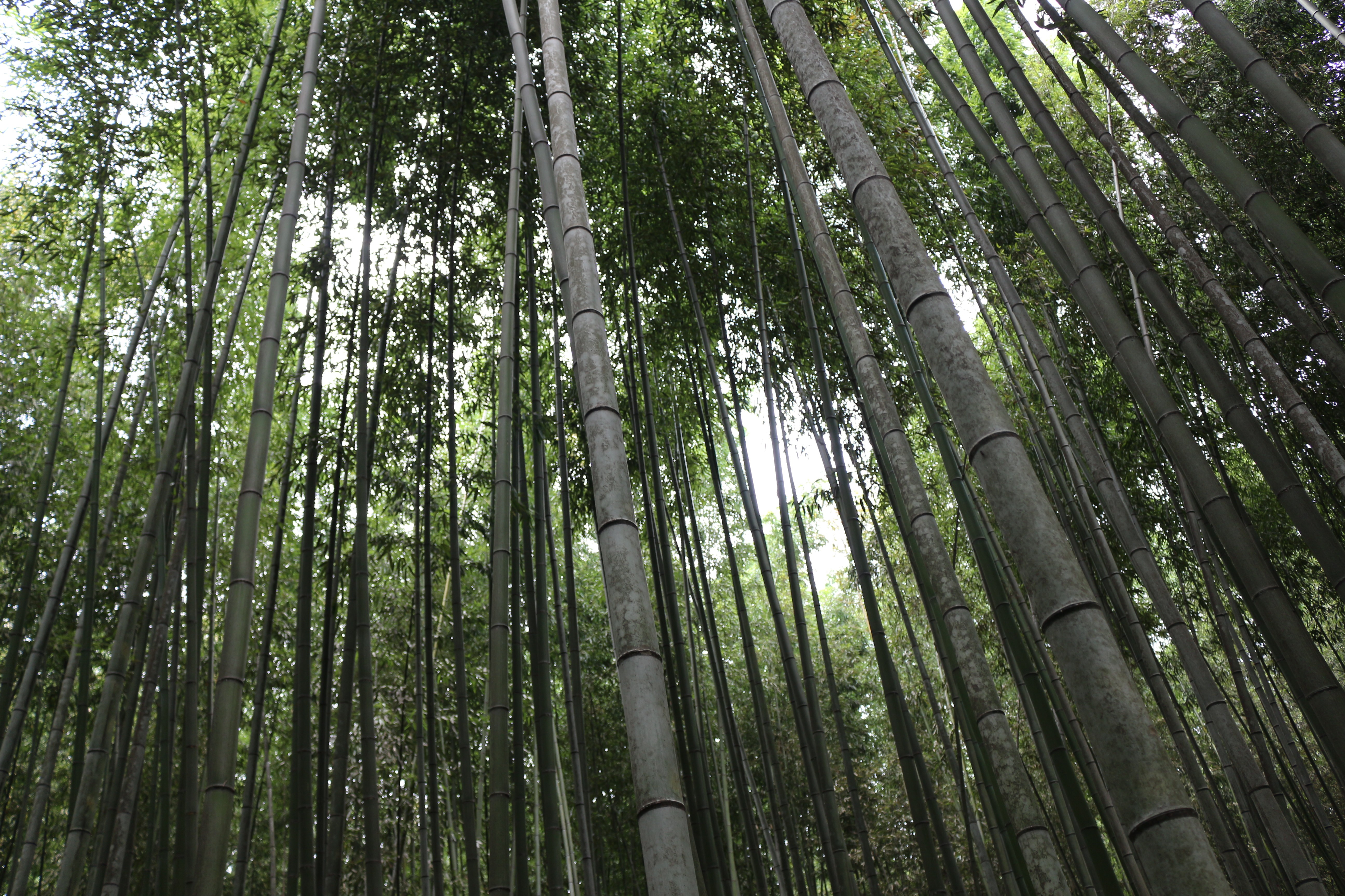 bamboo, Forest, Landscape, Japanese Garden Wallpaper