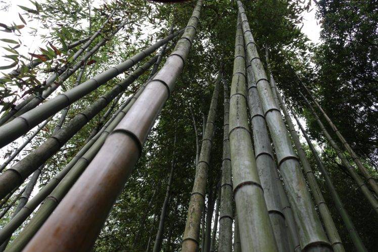 bamboo, Forest, Landscape, Japanese Garden HD Wallpaper Desktop Background