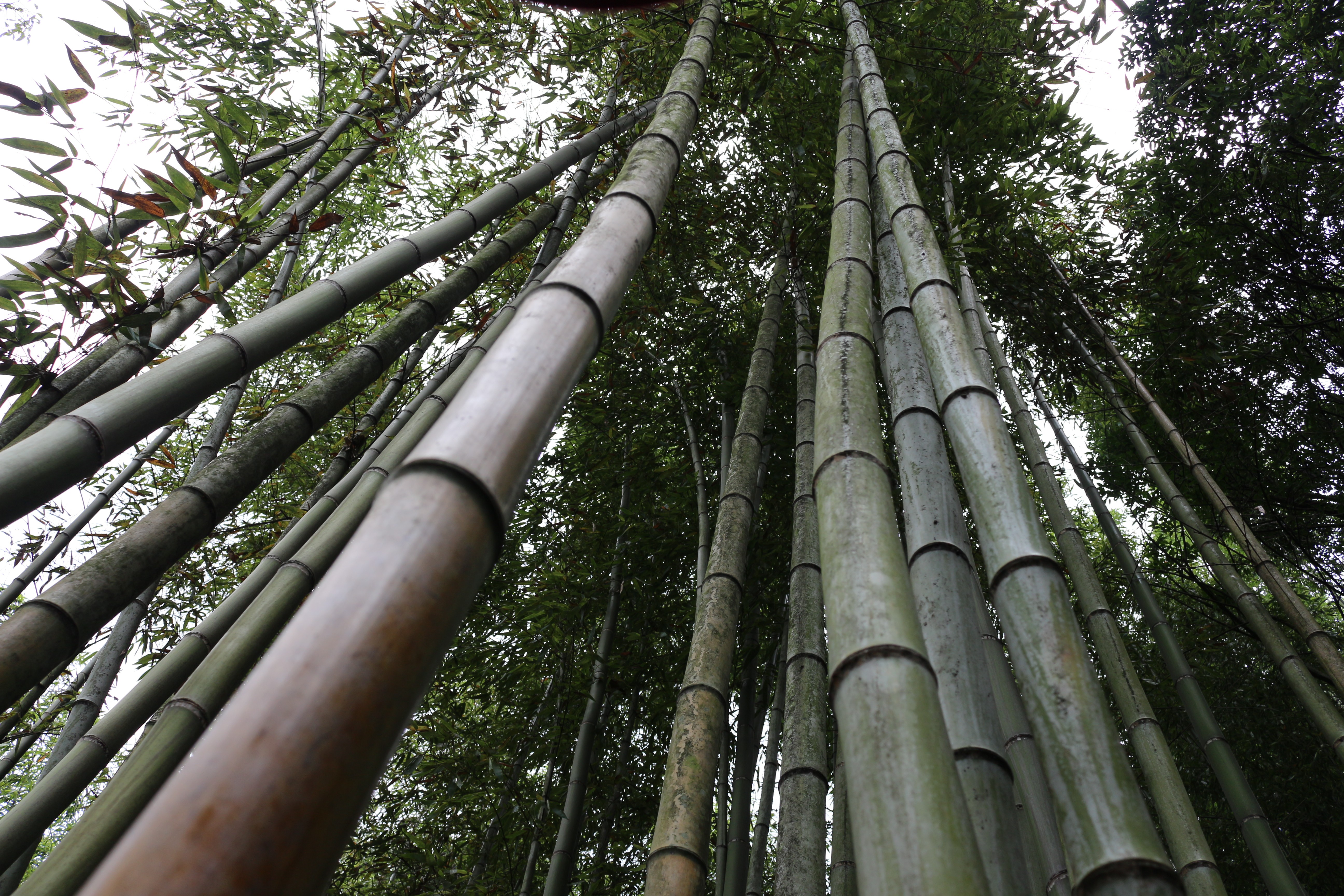 bamboo, Forest, Landscape, Japanese Garden Wallpaper