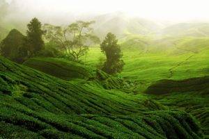 nature, Landscape, Trees, Forest, Hills, Terraces, Tea plant, Path, Mist, China