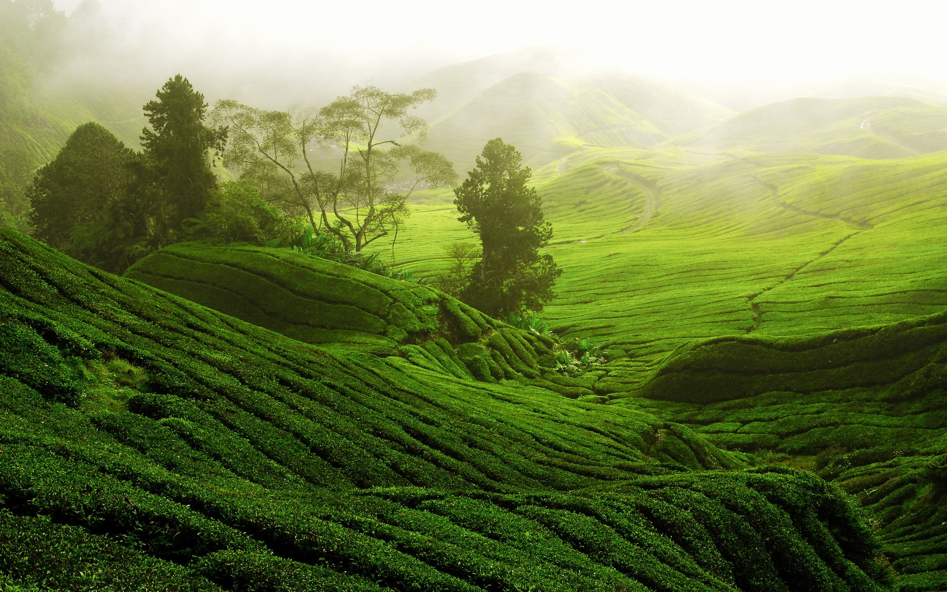 nature, Landscape, Trees, Forest, Hills, Terraces, Tea plant, Path, Mist, China Wallpaper