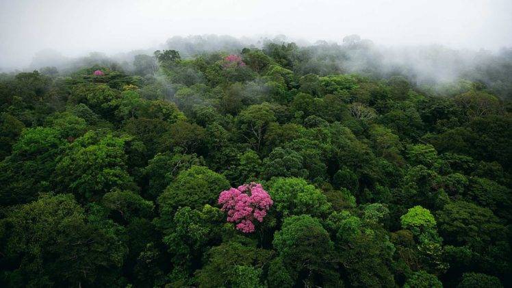 nature, Landscape, Trees, Forest, Mist, Birds eye view, Jungle HD Wallpaper Desktop Background