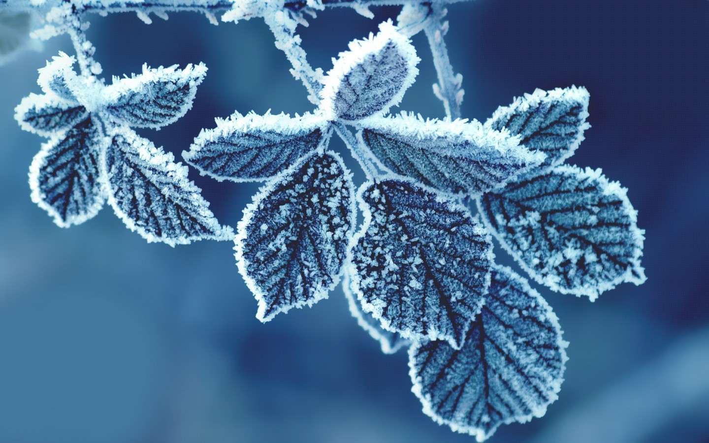 cold, Nature, Leaves Wallpaper
