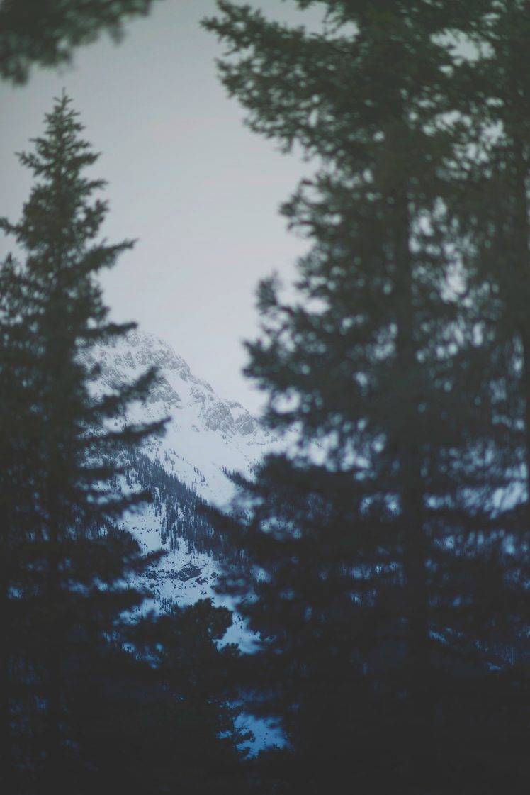 spruce, Snow, Mountains, Sky, Calm HD Wallpaper Desktop Background