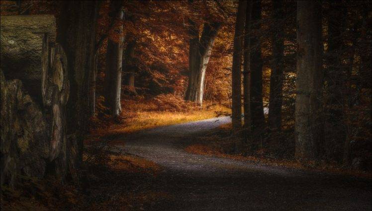 landscape, Photography, Nature, Path, Fall, Forest, Morning, Sunlight, Trees, Denmark HD Wallpaper Desktop Background
