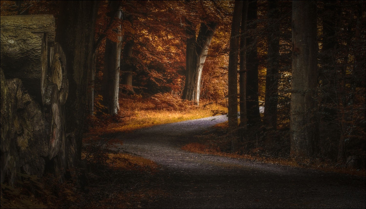 landscape, Photography, Nature, Path, Fall, Forest, Morning, Sunlight, Trees, Denmark Wallpaper