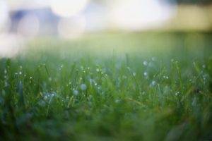 photography, Depth of field, Grass, Dew